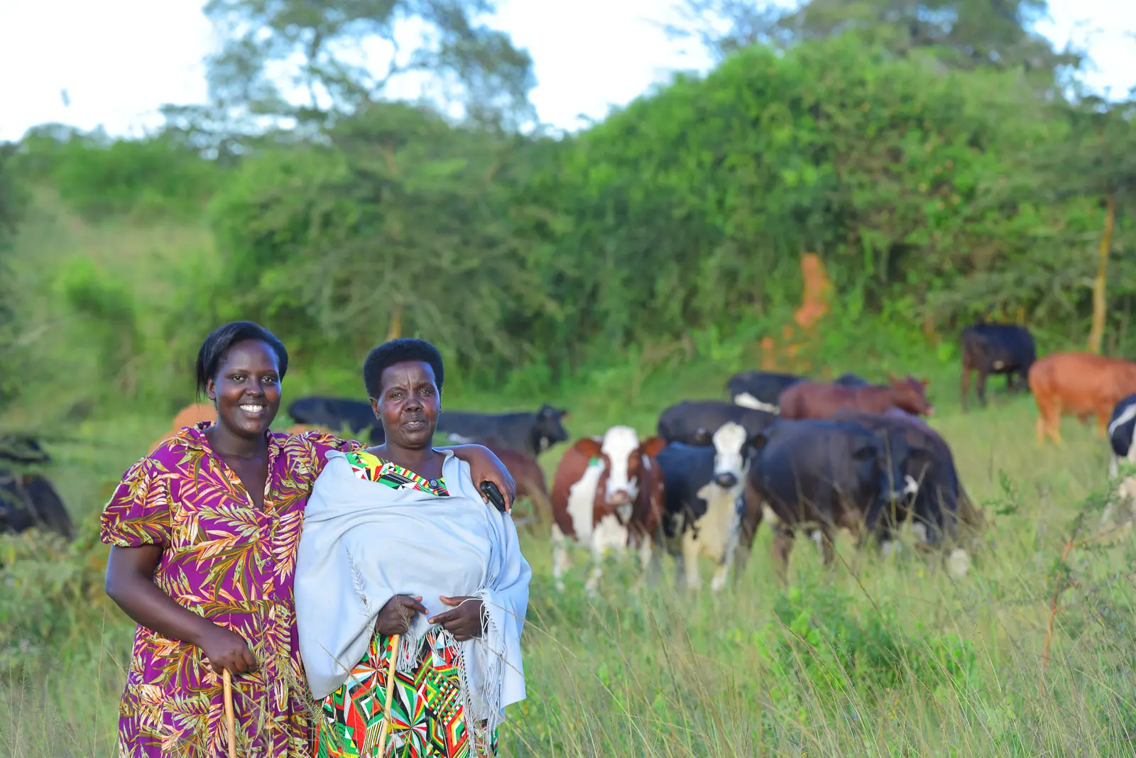 Cattle health check